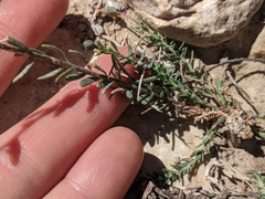 Linum lewisii alpicola