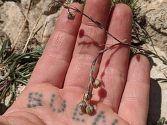 Linum lewisii alpicola