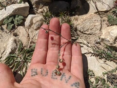 Linum lewisii alpicola