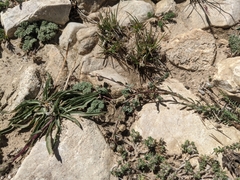 Linum lewisii alpicola