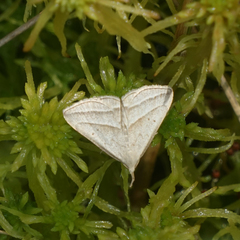 Macrochilo absorptalis