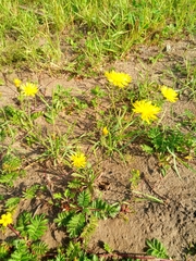 Crepis nigrescens