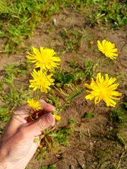 Crepis nigrescens