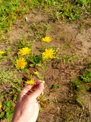 Crepis nigrescens