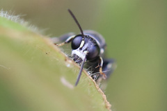 Clitemnestra bipunctata