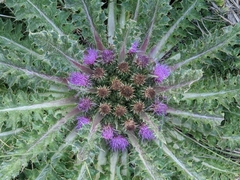 Cirsium scariosum congdonii