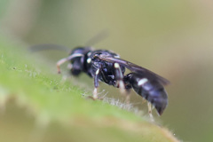 Clitemnestra bipunctata
