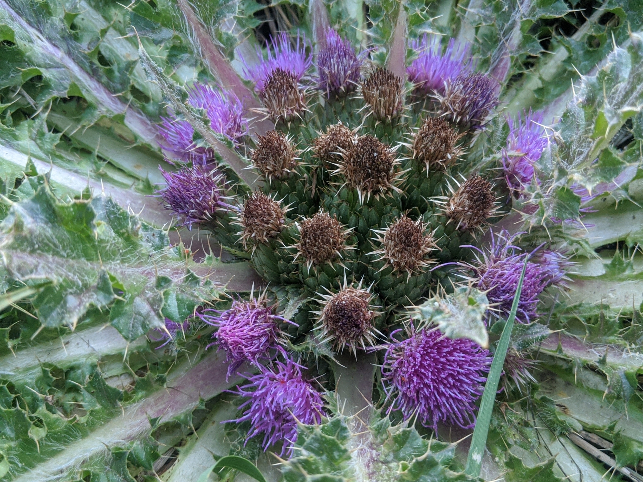 Cirsium scariosum var. congdonii