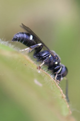 Clitemnestra bipunctata