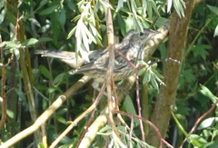 Oreoscoptes montanus