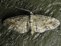 Eupithecia graefii