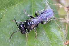 Clitemnestra bipunctata