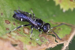 Clitemnestra bipunctata