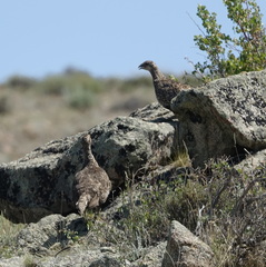 Centrocercus minimus