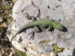 Sceloporus adleri