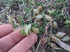 Astragalus lentiginosus semotus