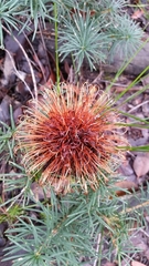 Banksia sphaerocarpa