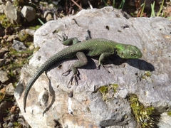 Sceloporus adleri