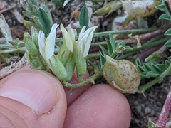 Astragalus lentiginosus semotus