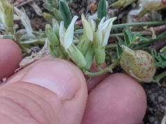 Astragalus lentiginosus semotus