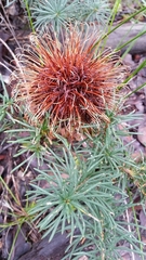 Banksia sphaerocarpa