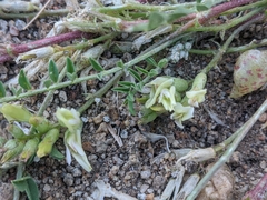 Astragalus lentiginosus semotus