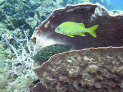 Haemulon flavolineatum