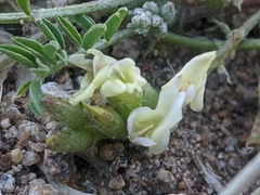 Astragalus lentiginosus semotus
