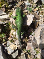 Sceloporus adleri