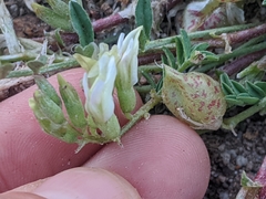 Astragalus lentiginosus semotus