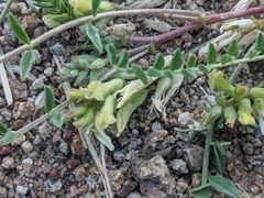 Astragalus lentiginosus semotus