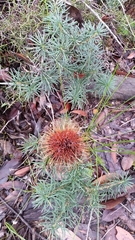 Banksia sphaerocarpa