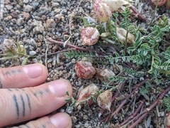 Astragalus lentiginosus semotus