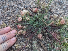 Astragalus lentiginosus semotus