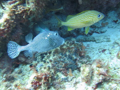 Haemulon flavolineatum