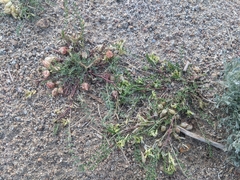 Astragalus lentiginosus semotus