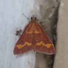 Pyrausta pseuderosnealis