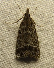 Eudonia rectilinea