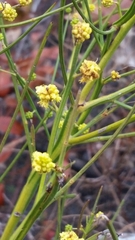 Acacia extensa