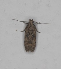 Chionodes obscurusella