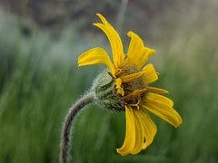 Arnica sonnei