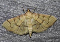 Herpetogramma theseusalis