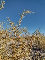 Hualania colletioides