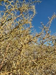 Hualania colletioides