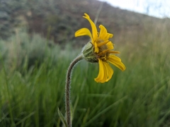Arnica sonnei