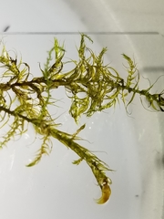 Sarmentypnum exannulatum