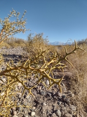 Hualania colletioides