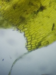 Sarmentypnum exannulatum