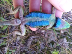 Sceloporus adleri
