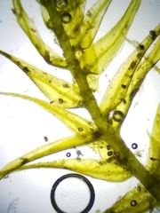 Sarmentypnum exannulatum